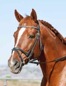 A Tough Obsession Stallion at stud